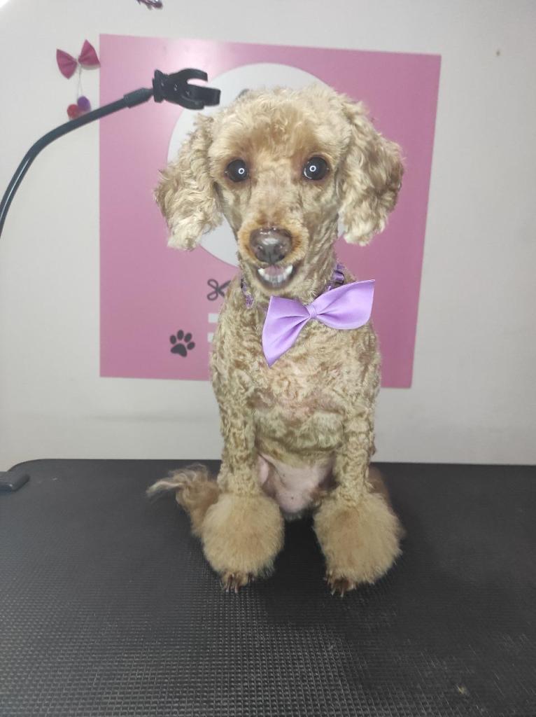 נוי לכלב נוי לכלב