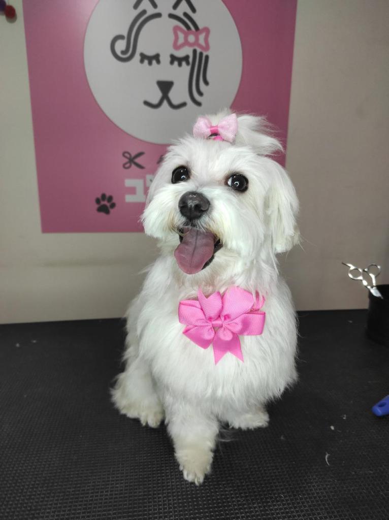 נוי לכלב נוי לכלב