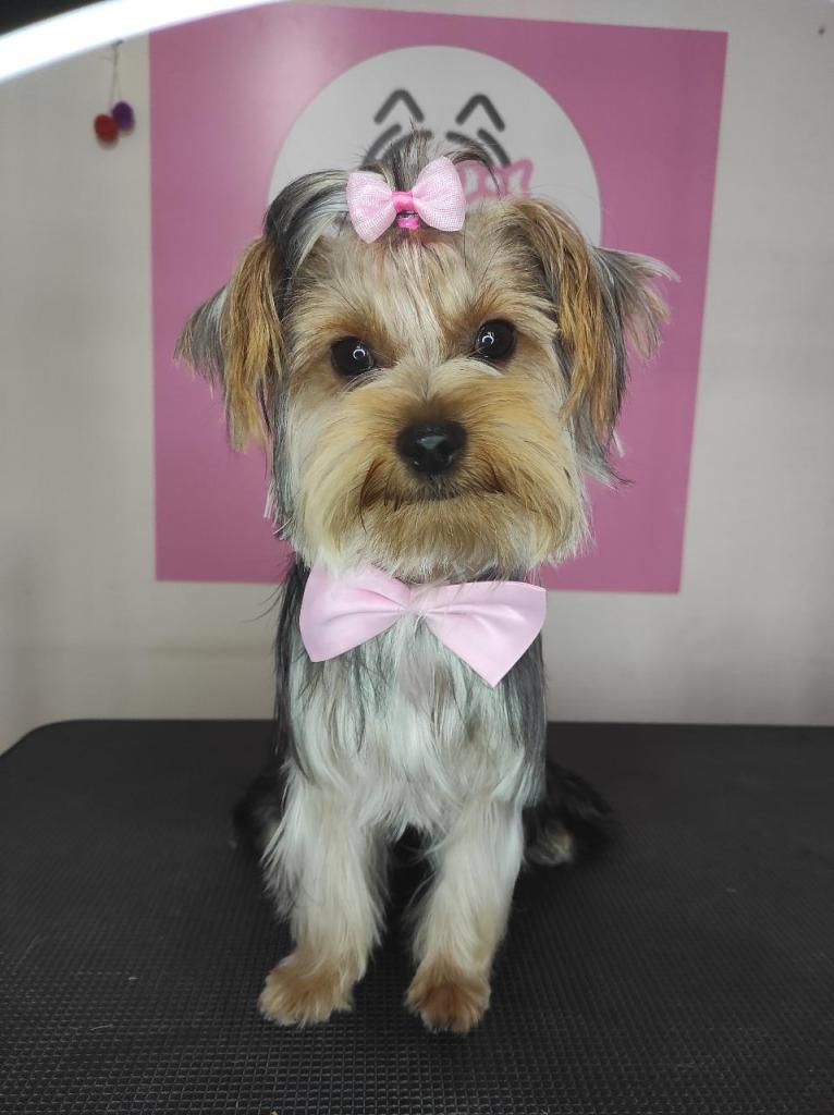 נוי לכלב נוי לכלב