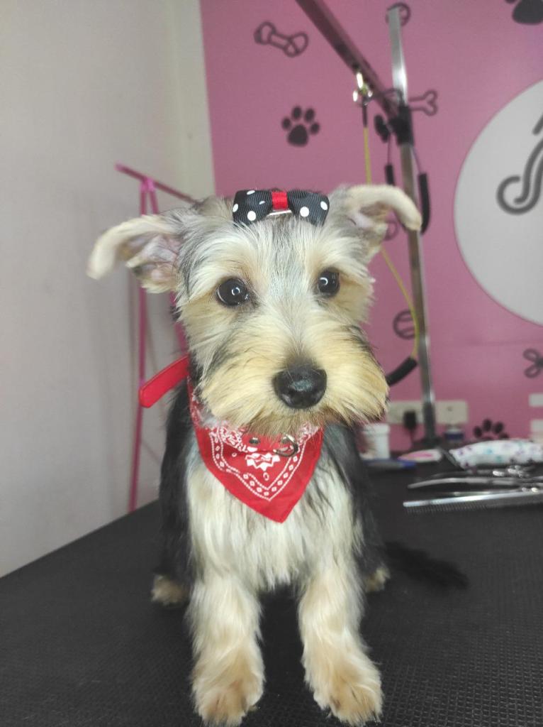 נוי לכלב נוי לכלב