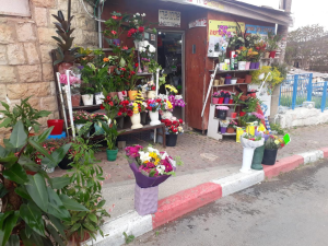 פרחי מרי