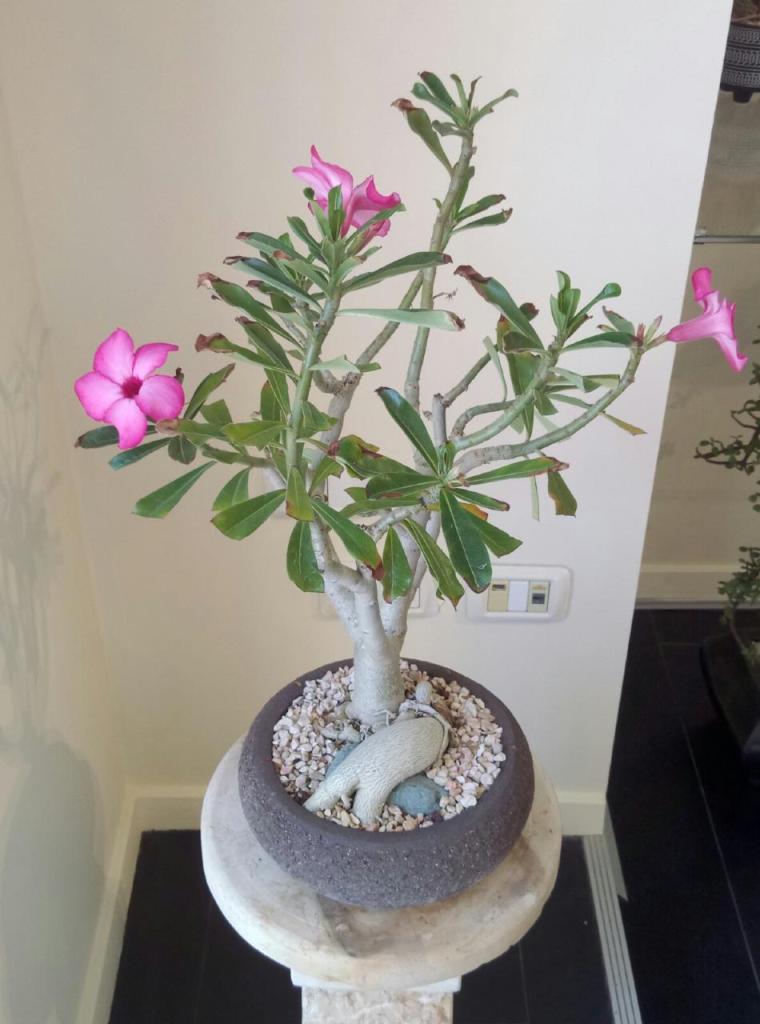 בונסאי פלנט בונסאי פלנט