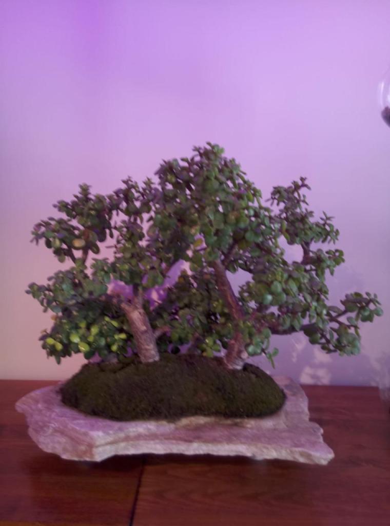 בונסאי פלנט בונסאי פלנט