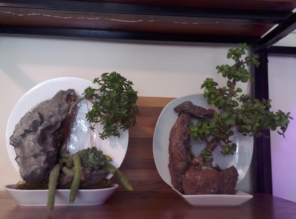 בונסאי פלנט בונסאי פלנט