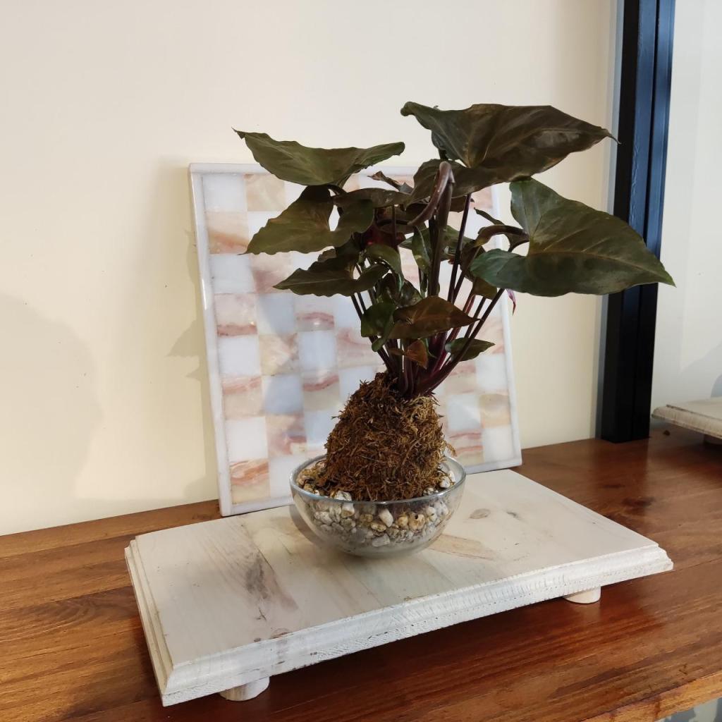 בונסאי פלנט בונסאי פלנט