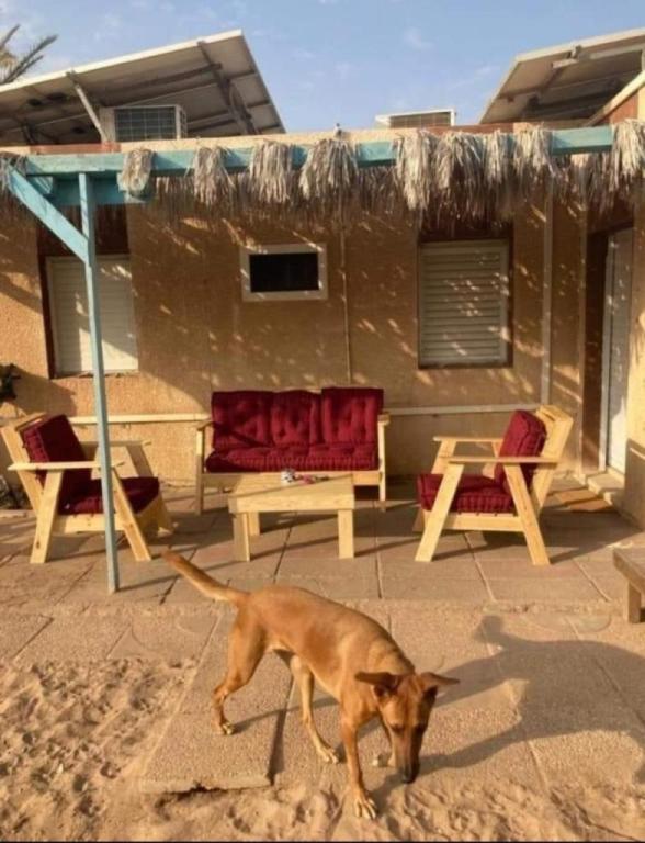 בן האדמה בן האדמה