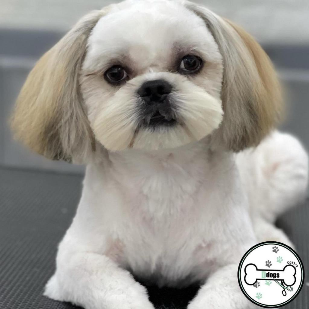 דידוגס דידוגס