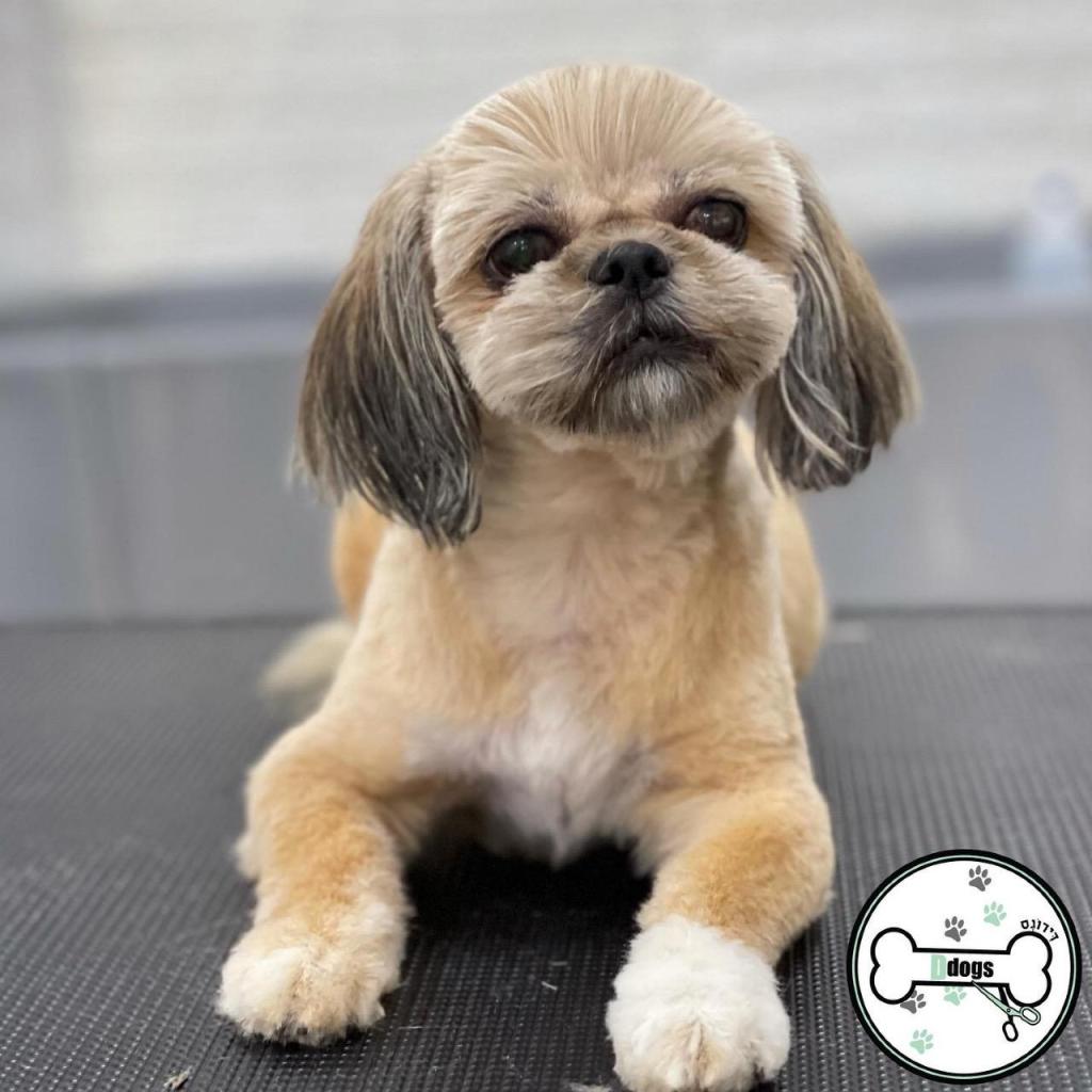 דידוגס דידוגס