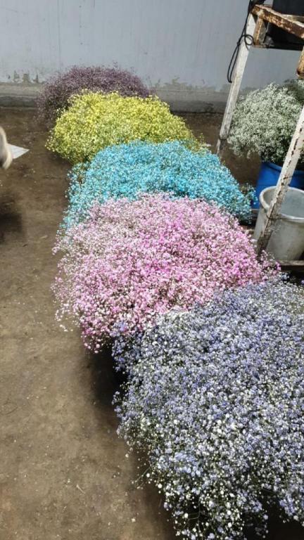 פרחים בצבע פרחים בצבע