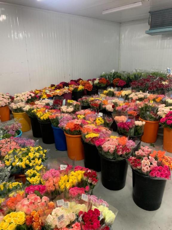 פרחים בצבע פרחים בצבע