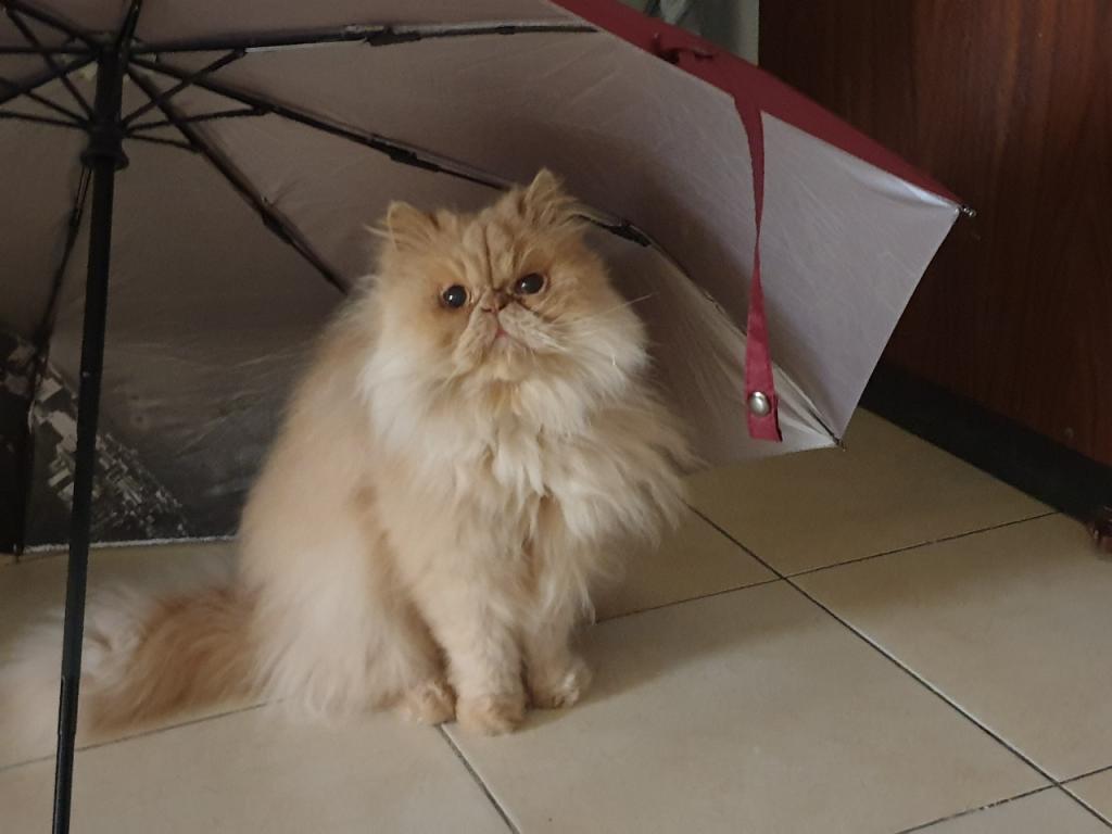 מנשה בטיטו מנשה בטיטו