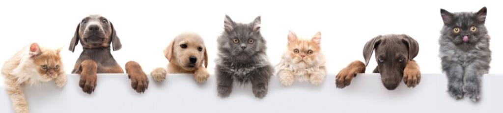 מנשה בטיטו מנשה בטיטו