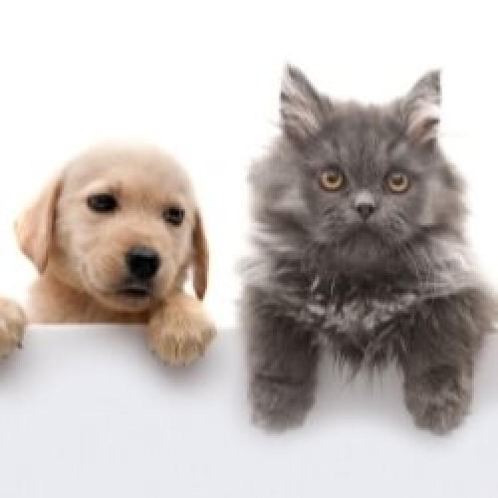 מנשה בטיטו מנשה בטיטו