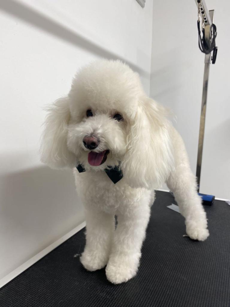 קוקו לה קלאס קוקו לה קלאס