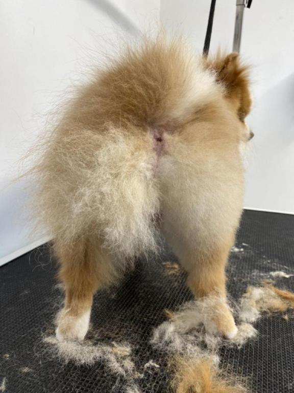 קוקו לה קלאס קוקו לה קלאס