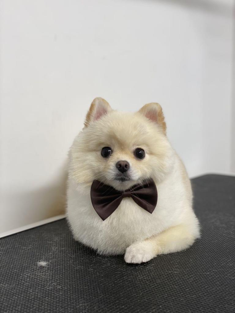 קוקו לה קלאס קוקו לה קלאס