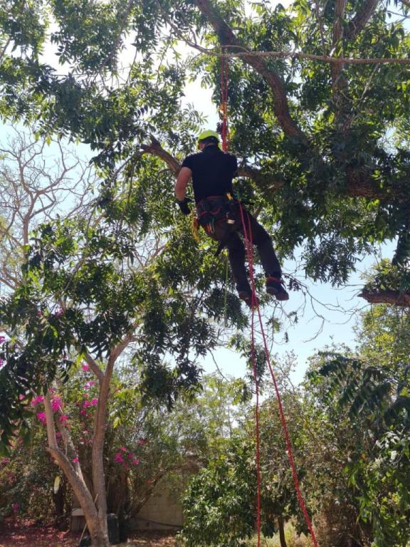 דניאל עבודות עץ וגיזום דניאל עבודות עץ וגיזום