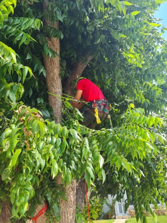 דניאל עבודות עץ וגיזום דניאל עבודות עץ וגיזום