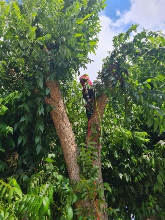 דניאל עבודות עץ וגיזום דניאל עבודות עץ וגיזום