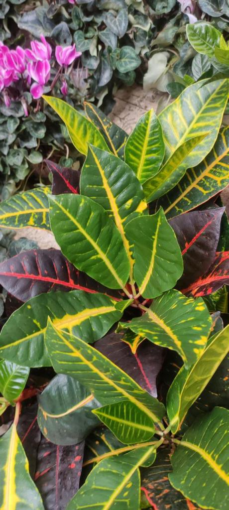 צמחים בלווין צמחים בלווין