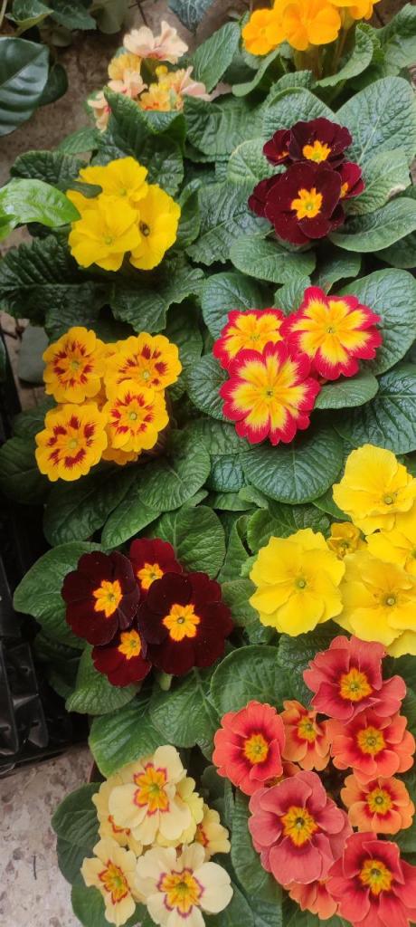 צמחים בלווין צמחים בלווין