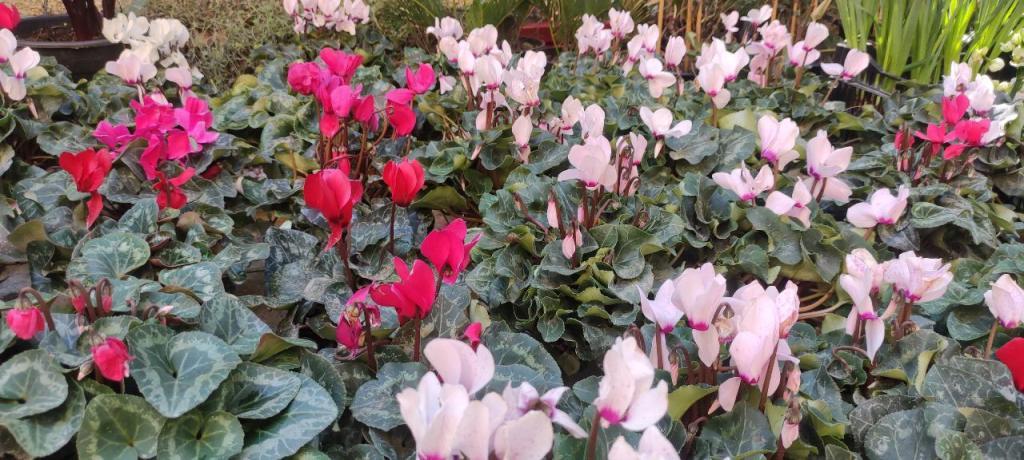 צמחים בלווין צמחים בלווין