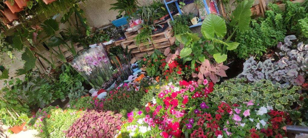 צמחים בלווין צמחים בלווין