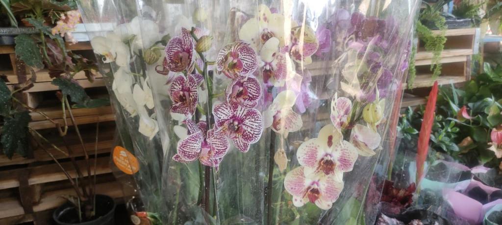 צמחים בלווין צמחים בלווין