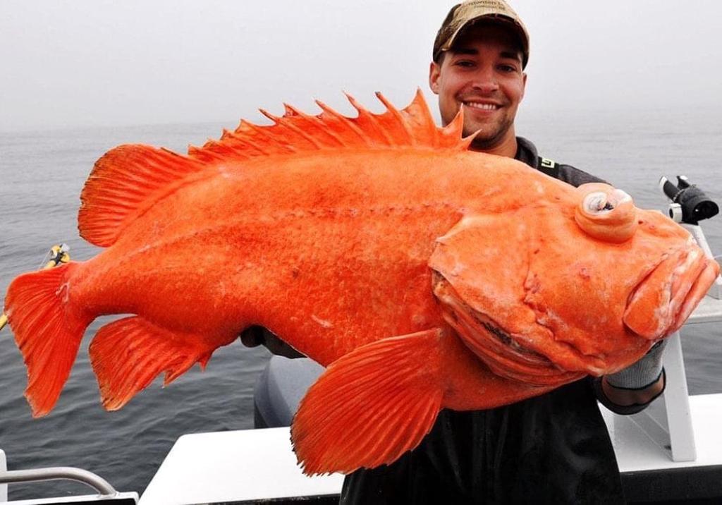 דוראדו דוראדו