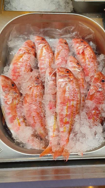 סולטן איברהים סולטן איברהים