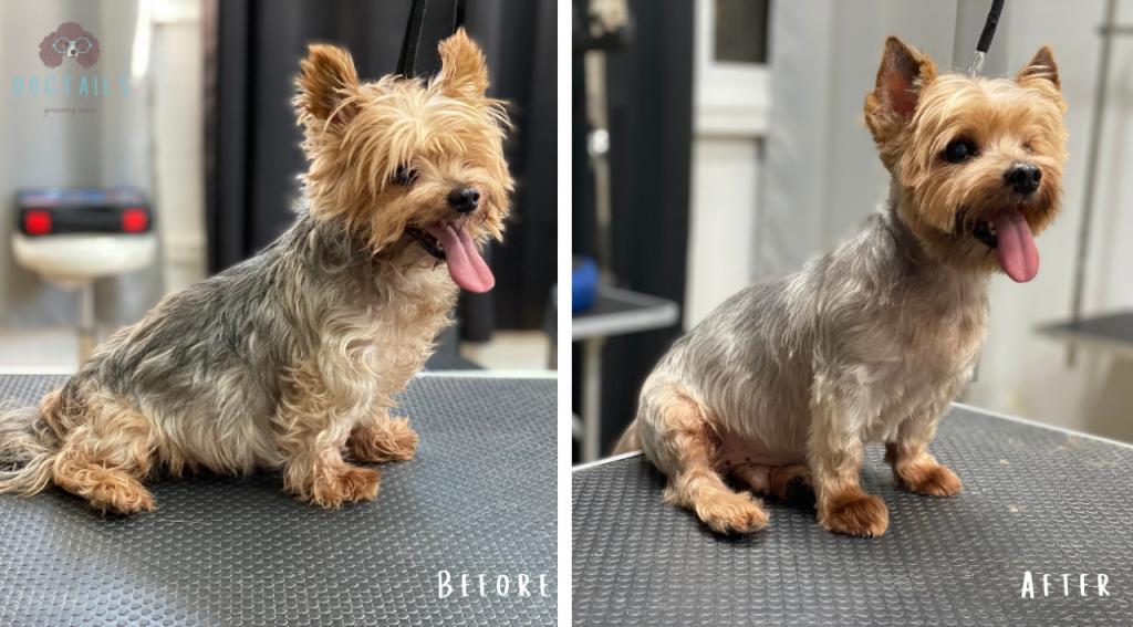 דוגטיילס דוגטיילס