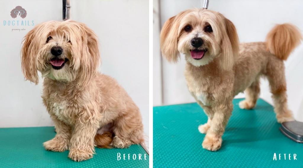 דוגטיילס דוגטיילס