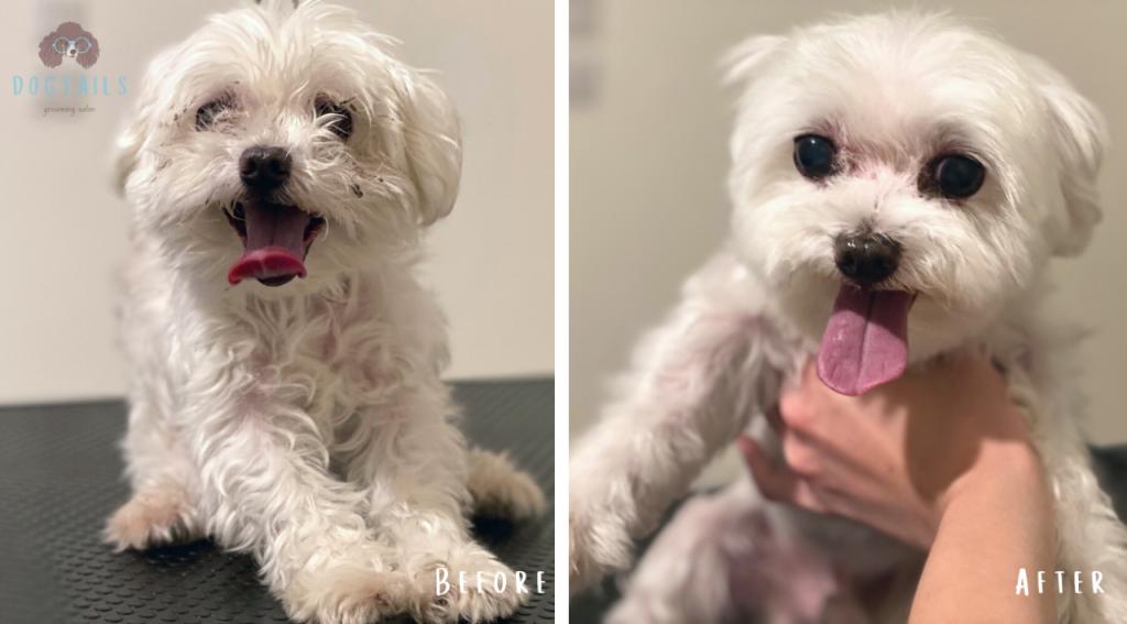 דוגטיילס דוגטיילס