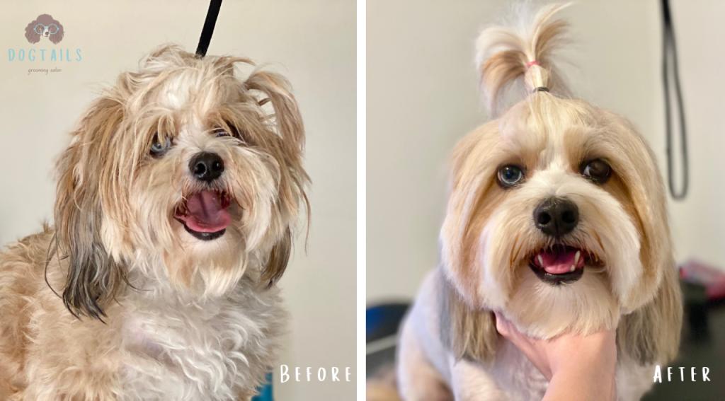 דוגטיילס דוגטיילס