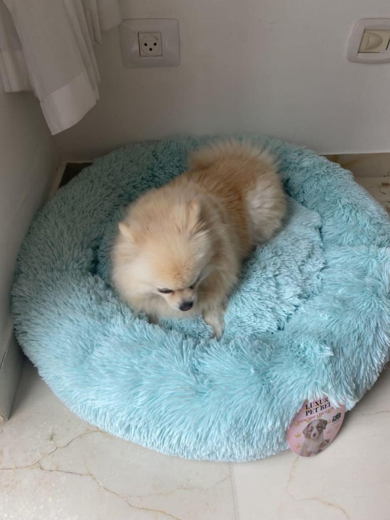 פאופט פאופט