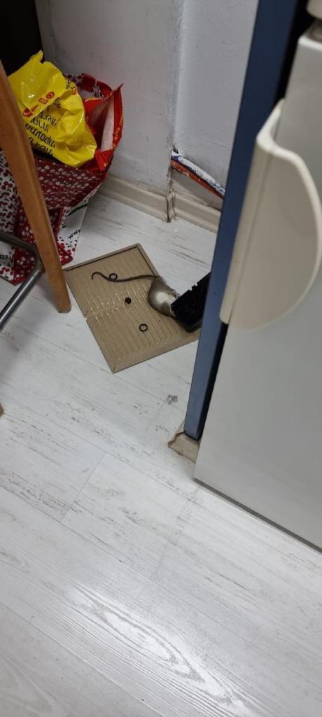 לב הדברות לב הדברות