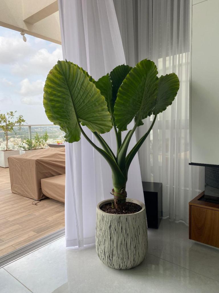 אומנות הטבע אומנות הטבע