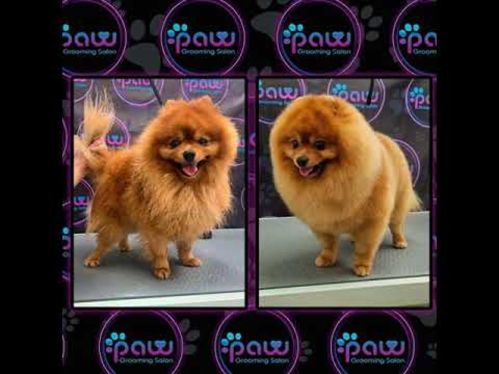 PAW Grooming Salon PAW Grooming Salon