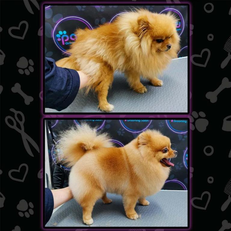 PAW Grooming Salon PAW Grooming Salon