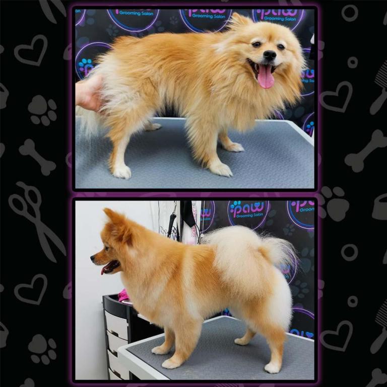 PAW Grooming Salon PAW Grooming Salon