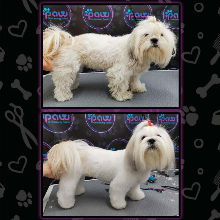 PAW Grooming Salon PAW Grooming Salon