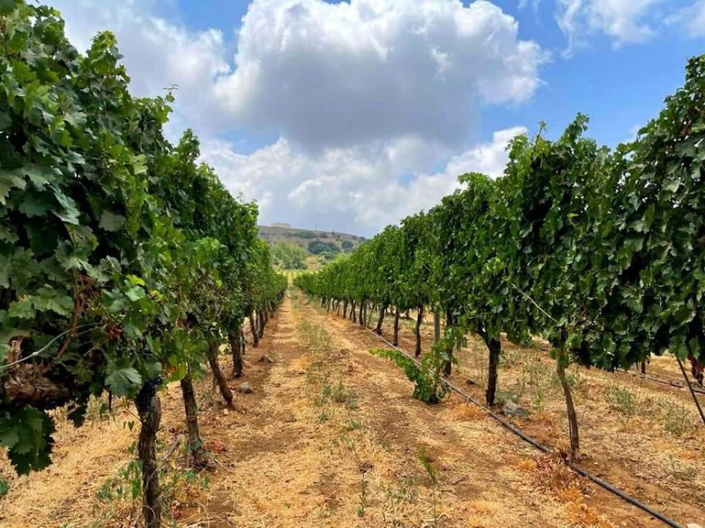 גאזל טיולי גיפים גאזל טיולי גיפים