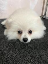 Spaws