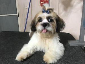 Spaws