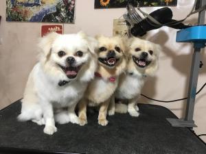 Spaws