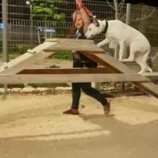 Professionaldoghandler