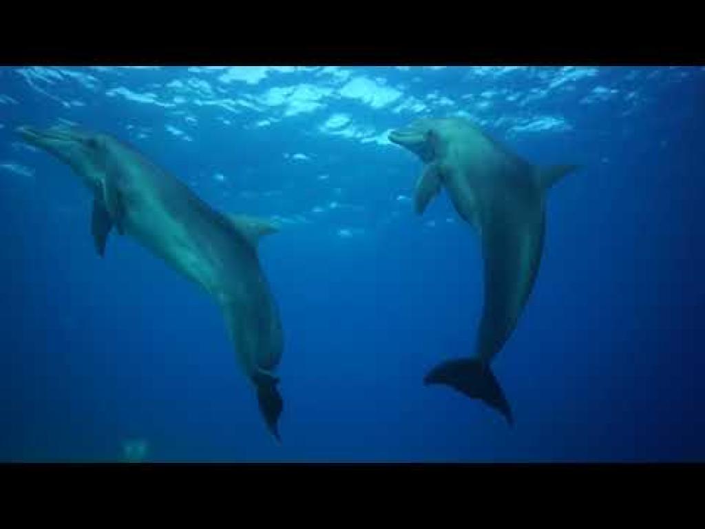 נאוטילוס רד סי נאוטילוס רד סי