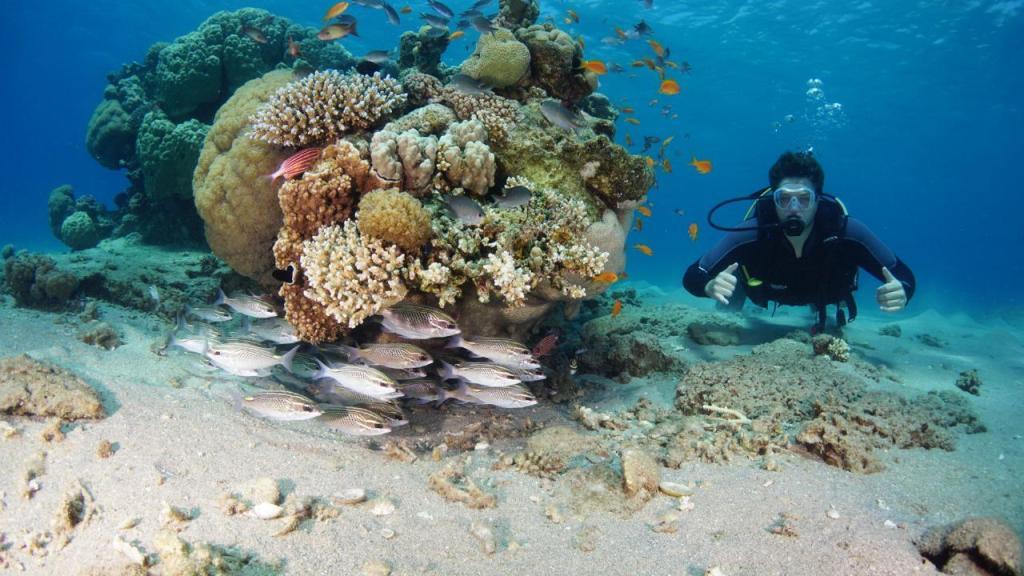 נאוטילוס רד סי נאוטילוס רד סי