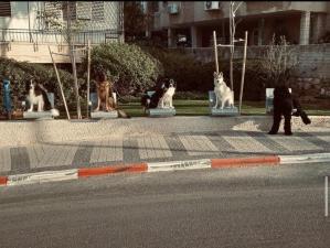 בתאל דוג ווקרית