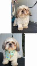 Top dog